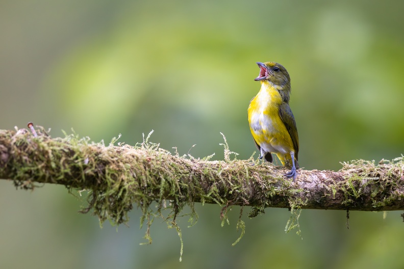 21. Yellow-throated Euphonia.jpg
