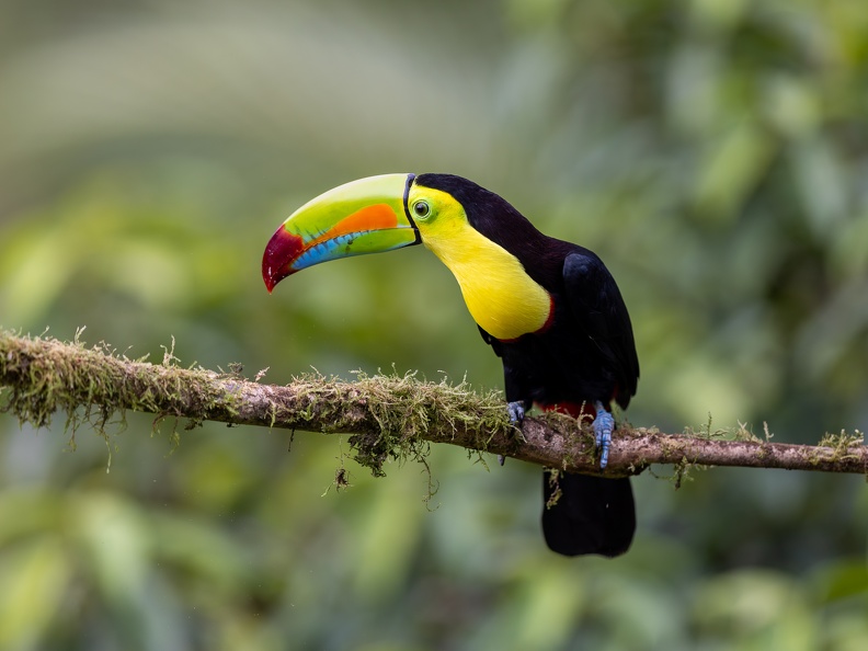 Keel-billed Toucan