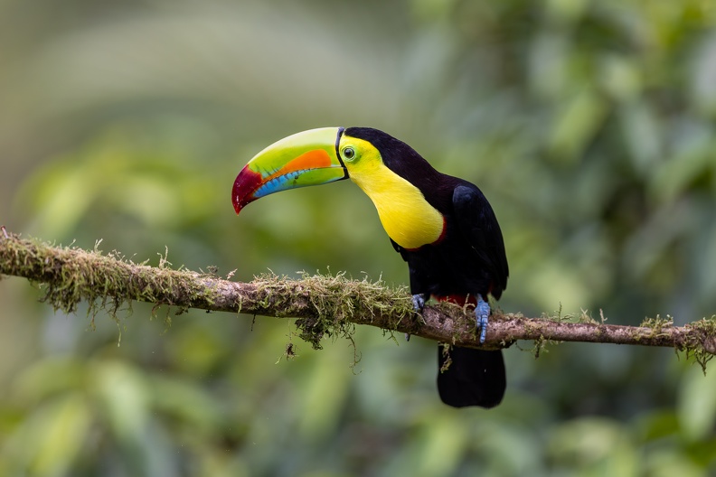 22. Keel-billed Toucan.jpg