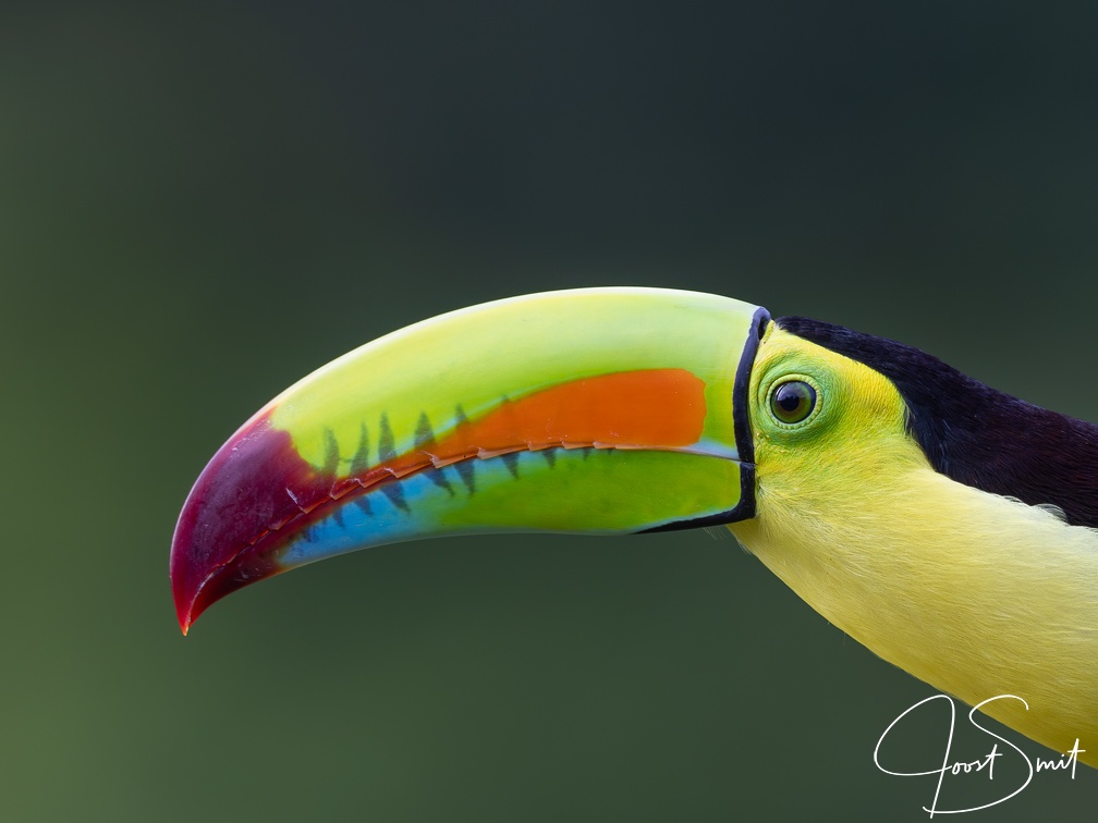 Keel-billed toucan (close-up)