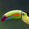23. Keel-billed toucan (close-up).jpg