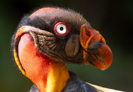 King Vulture