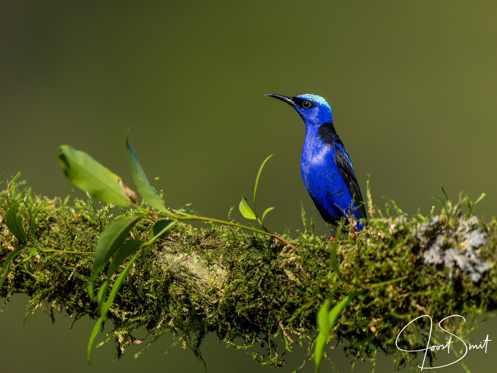 Red-legged honeycreeper