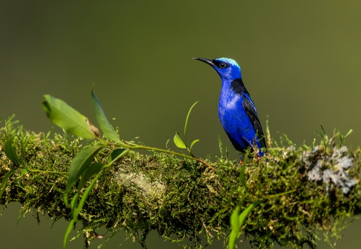 Red-legged honeycreeper