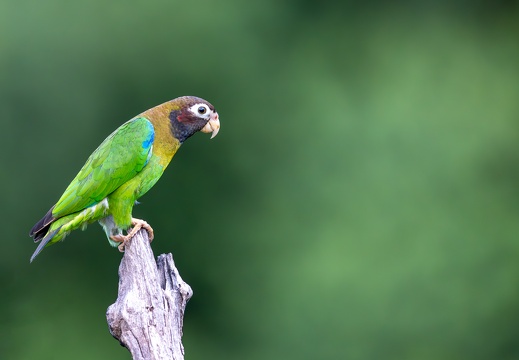 Brown-hooded parrot