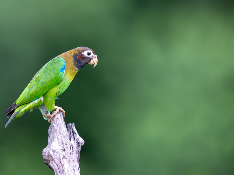 Brown-hooded parrot