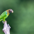 25. Brown-hooded parrot.jpg