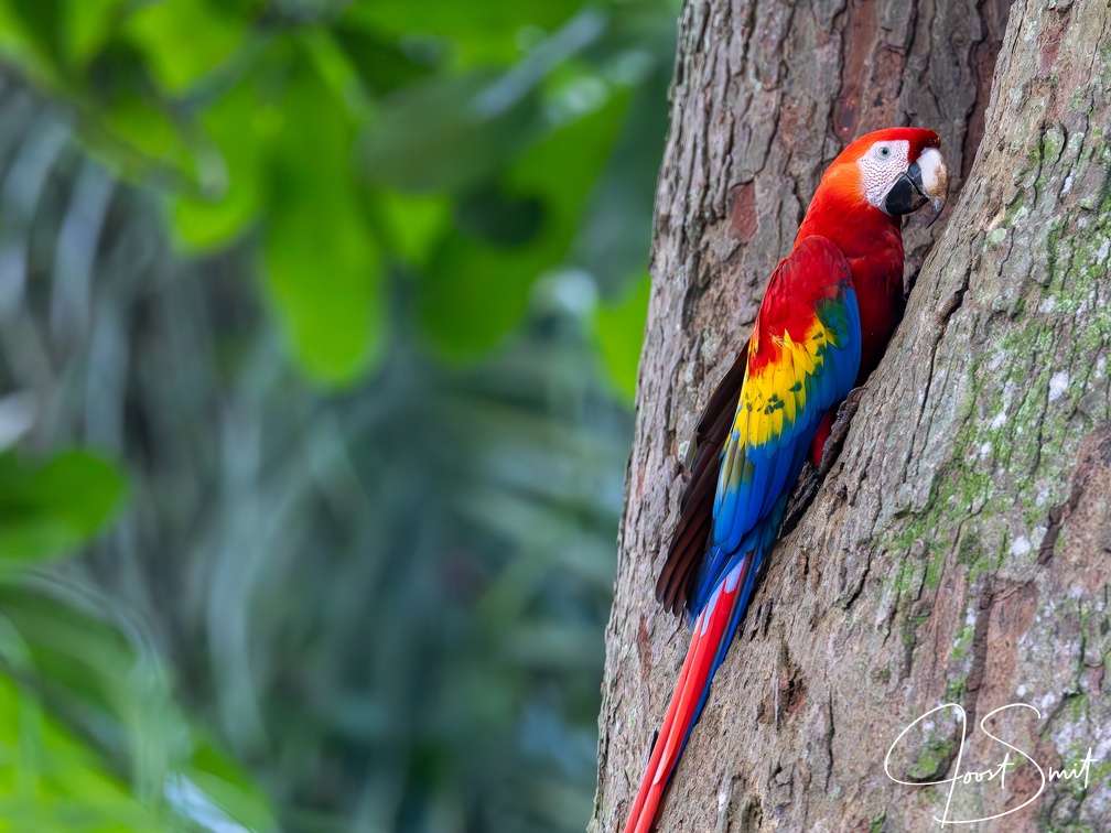 Scarlet Macaw