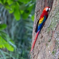 Scarlet Macaw