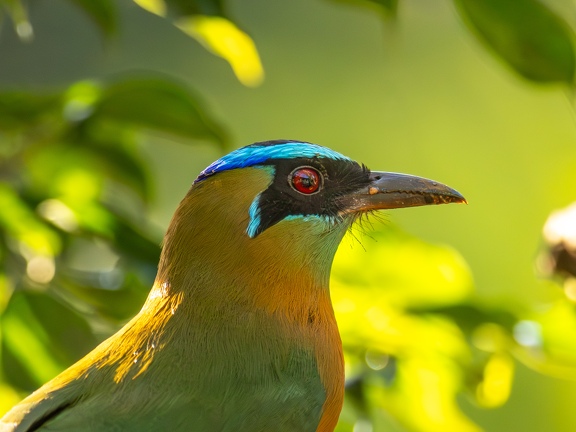 Lesson's motmot