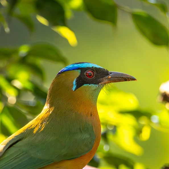 2. Lesson's motmot.jpg