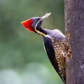 Lineated Woodpecker