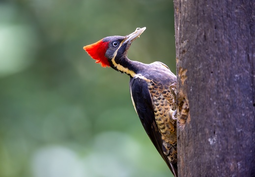 Lineated Woodpecker
