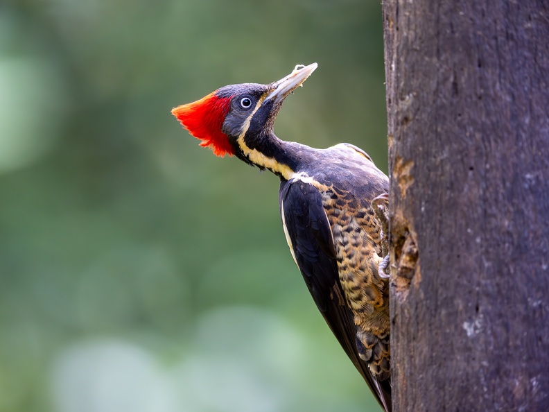 Lineated Woodpecker