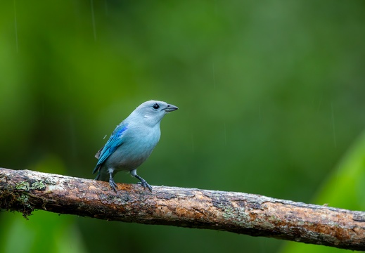 Blue-grey Tanager