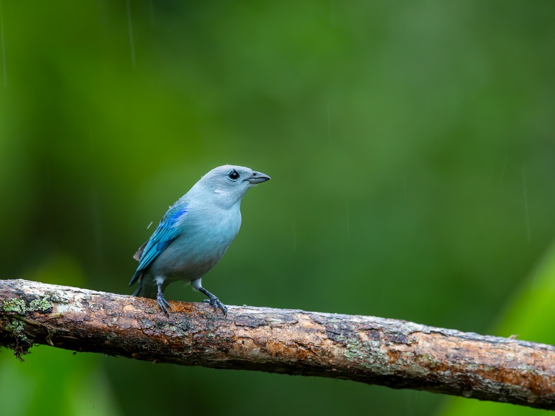 Blue-grey Tanager