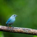 4. Blue-grey Tanager.jpg