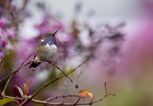 Volcano Hummingbird