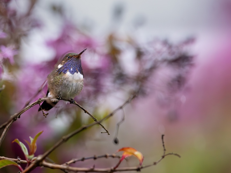 Volcano Hummingbird