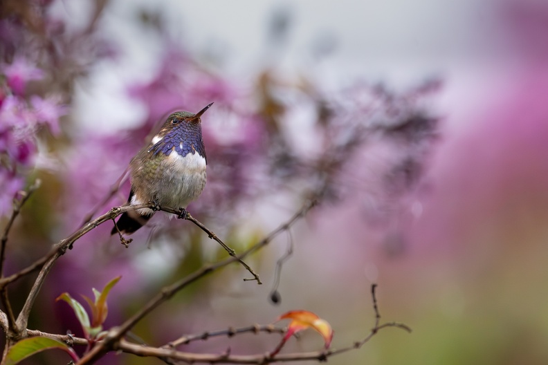 6. Volcano Hummingbird.jpg