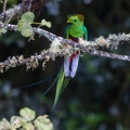 Resplendent Quetzal