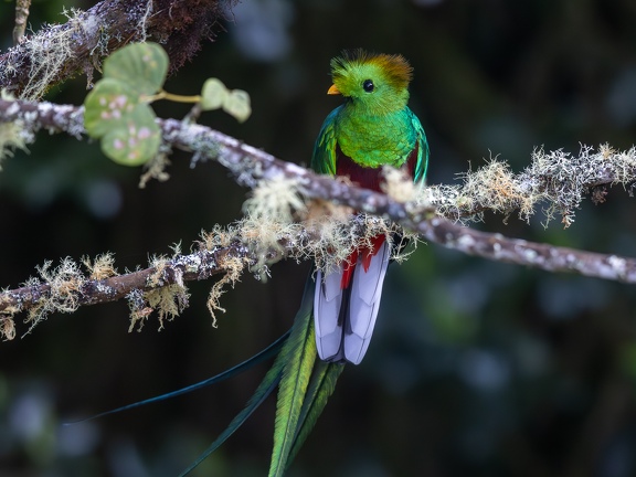 Resplendent Quetzal