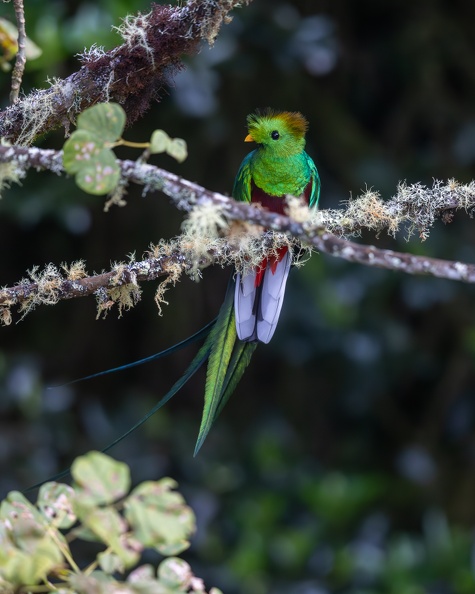 8. Resplendent Quetzal.jpg