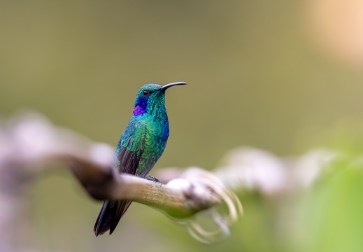 Lesser Violetear