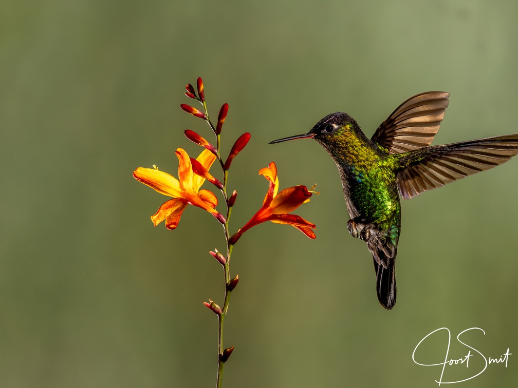 Fiery-throated Hummingbird