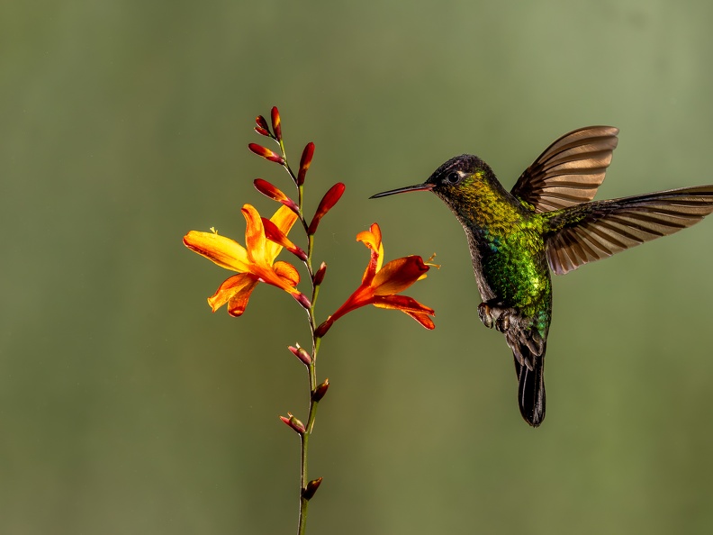 Fiery-throated Hummingbird