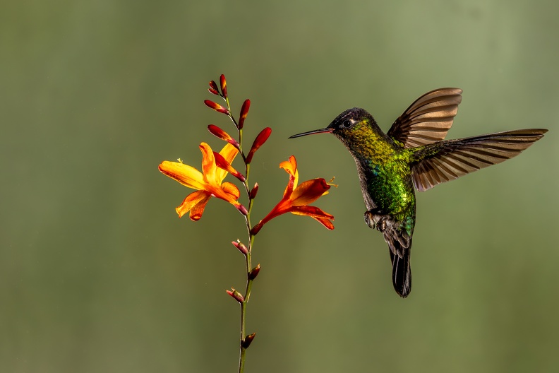 10. Fiery-throated Hummingbird.jpg