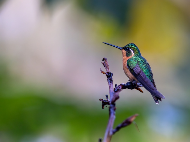 White-throated Mountaingem