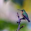 11. White-throated Mountaingem.jpg