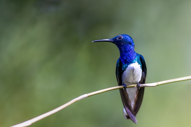 14. White-necked Jacobin.jpg