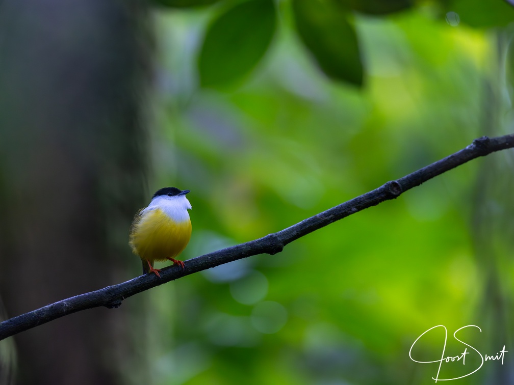 White-collared Manakin
