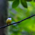White-collared Manakin