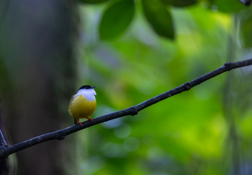 White-collared Manakin