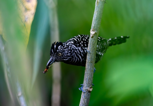 Barred Antshrike