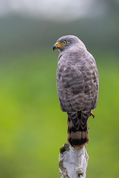 16. Roadside Hawk.jpg