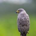 16. Roadside Hawk.jpg