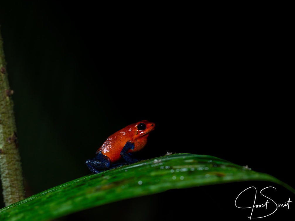 Strawberry Poision Dart Frog