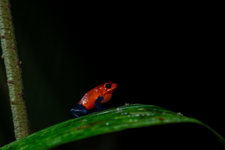 Strawberry Poision Dart Frog.jpg