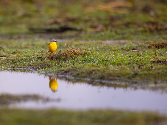 Yellow wagtail