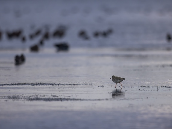 Common Redshank