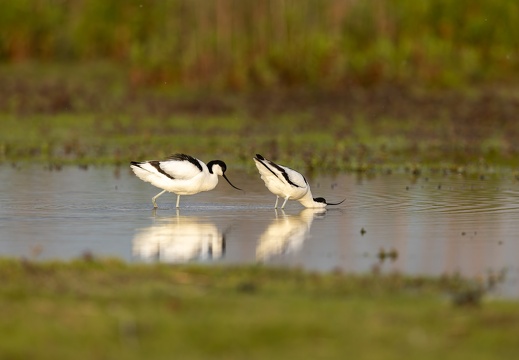 Kluut - Paringsritueel deel I: partner benaderen