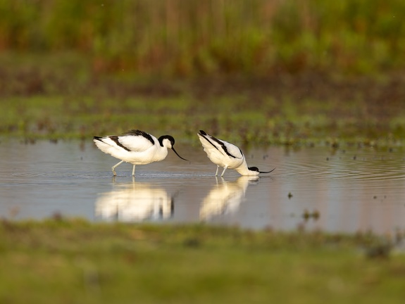 Avocet - Mating Ritual Part I: Approaching the Partner