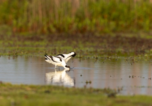 Kluut - Paringsritueel deel II: wassen