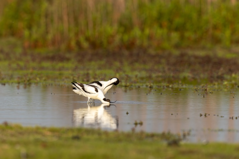 Avocet - Mating ritual part II- washing.jpg