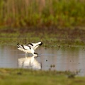 Avocet - Mating ritual part II- washing.jpg