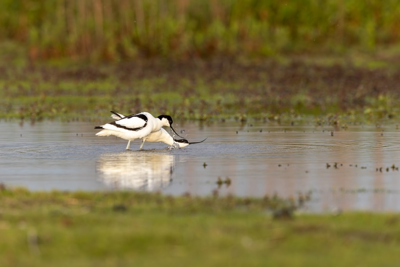 Avocet - Mating ritual part III- throwing water.jpg